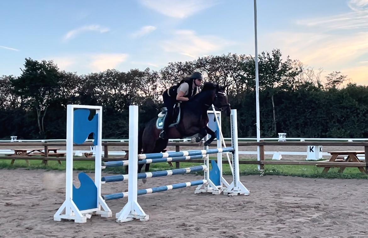 Anden særlig race TRUBKA'S RICARDO NIGHT billede 20