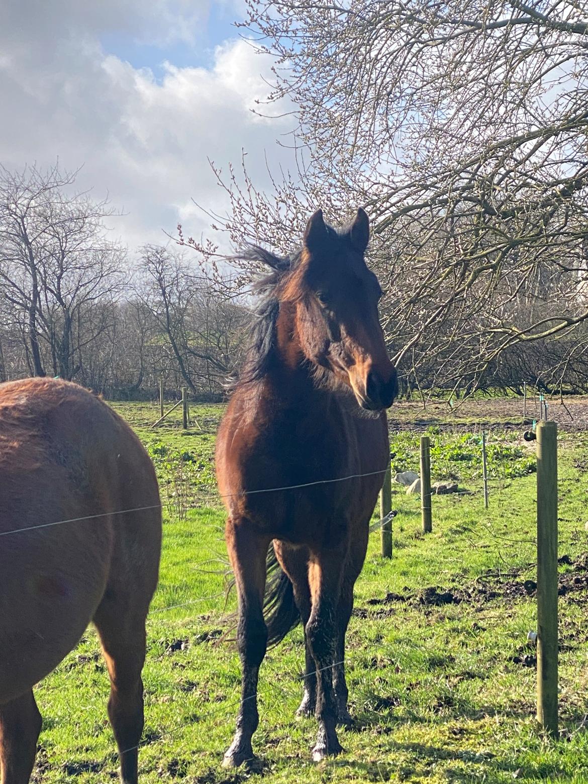 Knabstrupper Leth-Nissen's Record billede 16