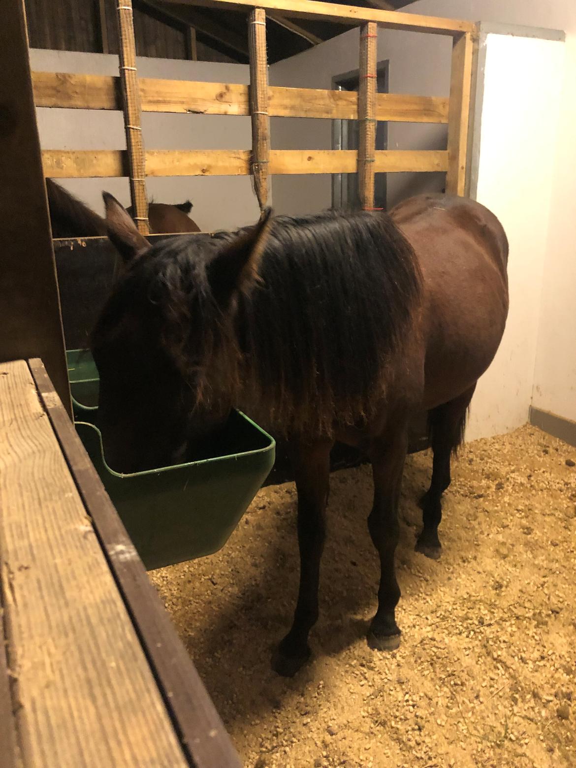 Knabstrupper Leth-Nissen's Record billede 18