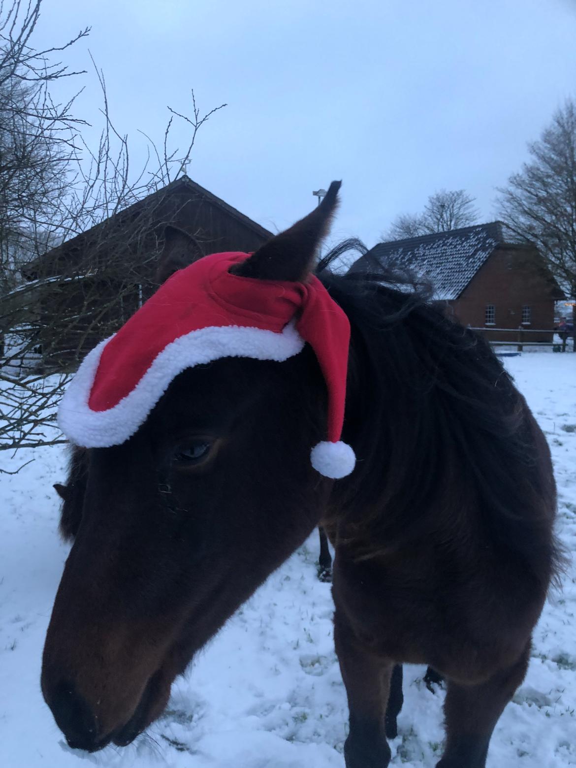 Knabstrupper Leth-Nissen's Record - Record med sin fine julehue billede 17