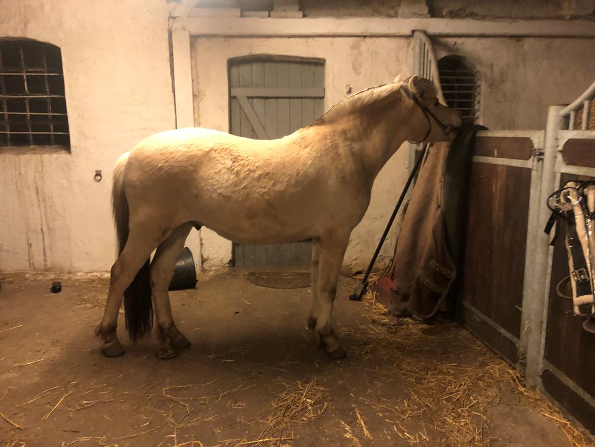 Fjordhest Freyr vangkilde - 1 år og 10mdr - første gang med bid i munden billede 17