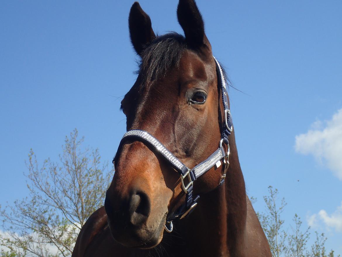 Fuldblod (XX) Ametyst (Tysse) billede 2