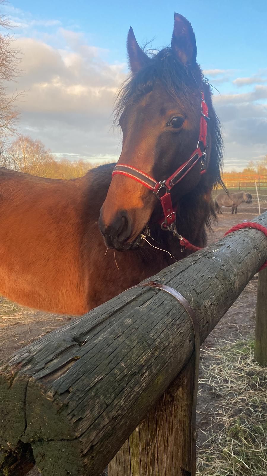 Knabstrupper Leth-Nissen's Record - Sidste(?) dag ved den gamle stald billede 19