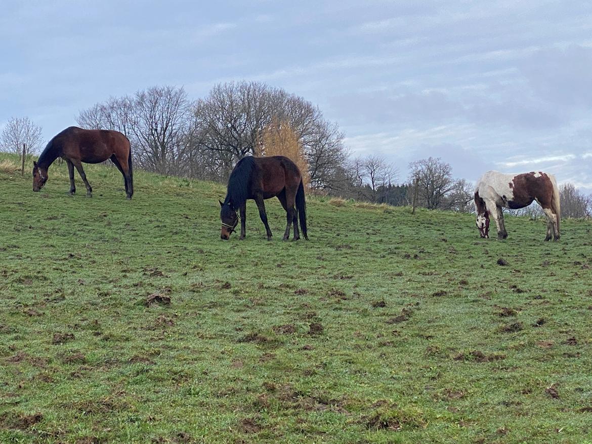 Knabstrupper Leth-Nissen's Record - 2. dag (eller noget i den stil) hvor Record har gået med de andre heste billede 20