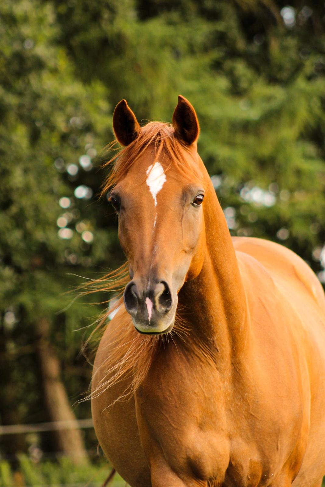 Arabisk fuldblod (OX) Shamiaah APN ( LEASET 2022-23) SOLGT billede 3