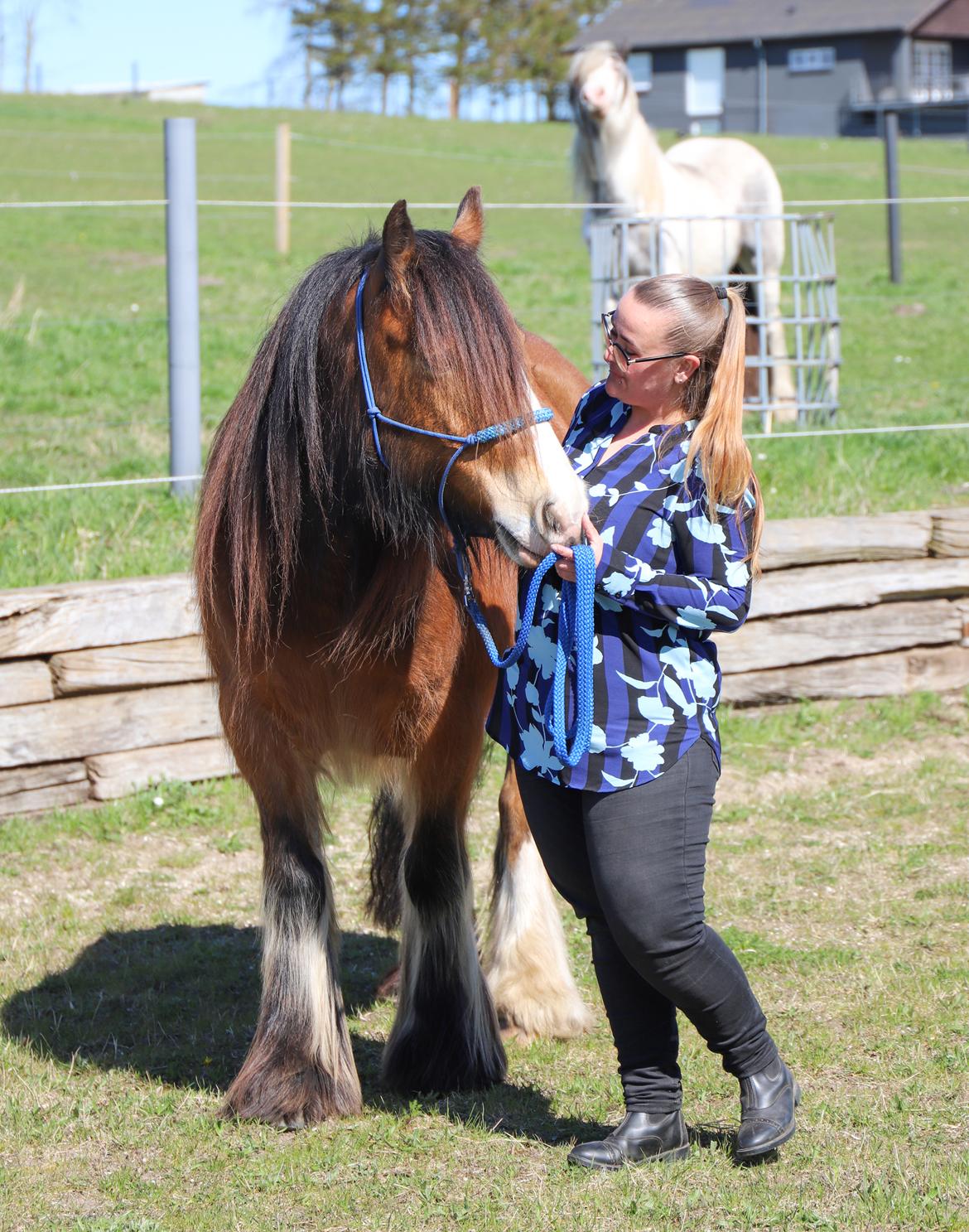 Irish Cob Lenders Winzent of Ireland - Smukkeste fyr 💙 billede 20