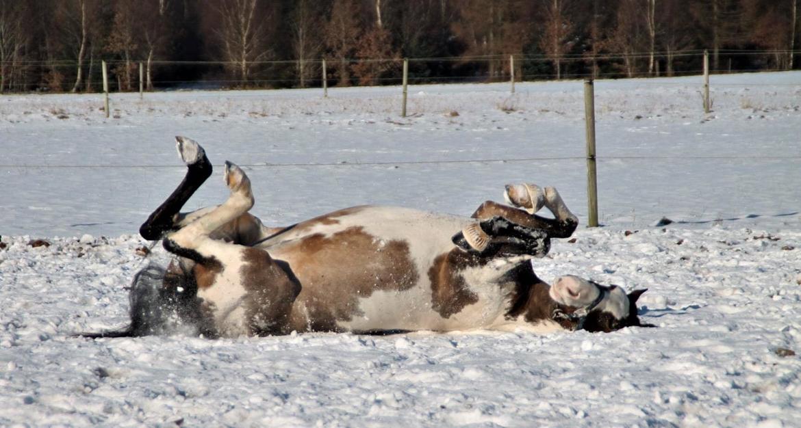 Anden særlig race La Liva *Den flyvende hollænder* - Vinter 21 billede 15