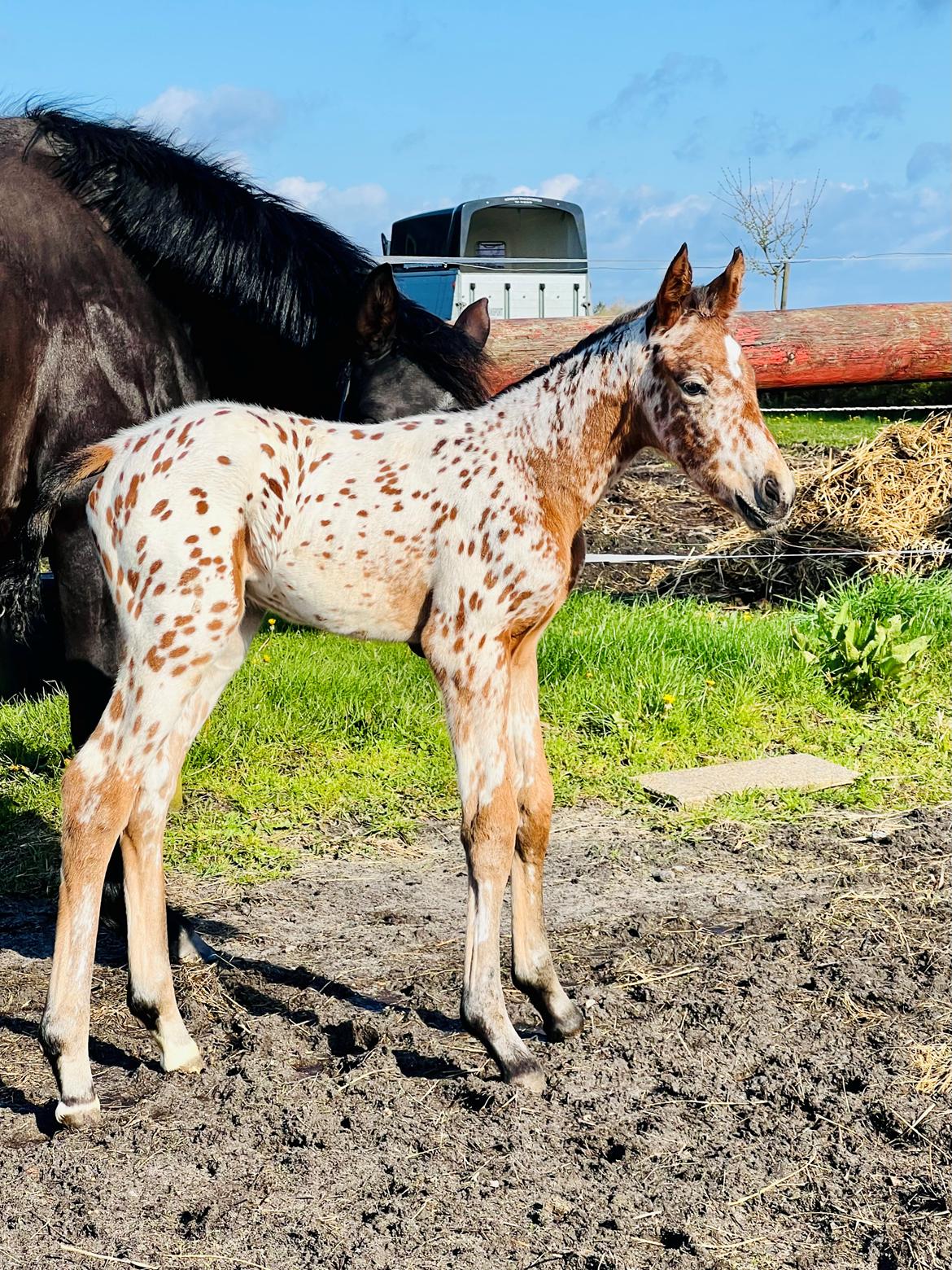Knabstrupper Ingemanns Elba billede 1