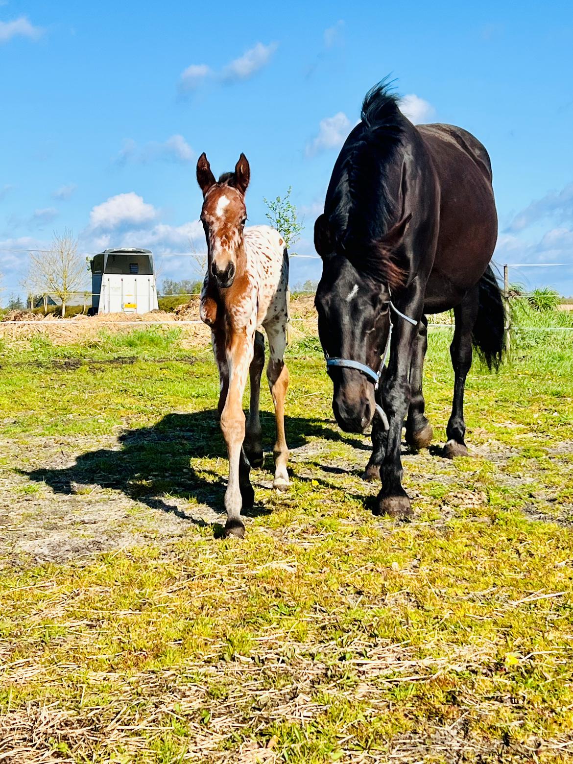 Knabstrupper Ingemanns Elba billede 2
