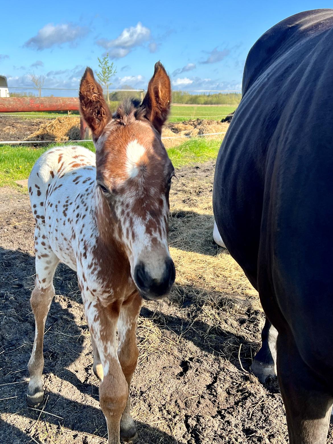 Knabstrupper Ingemanns Elba billede 3