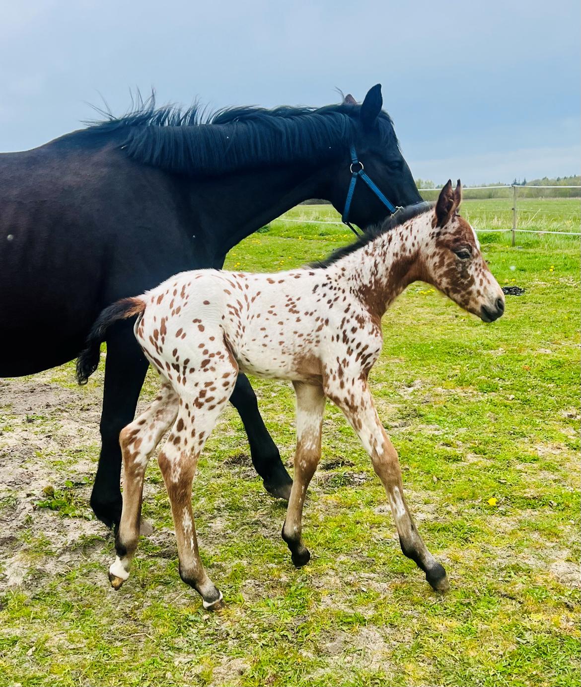 Knabstrupper Ingemanns Elba billede 4