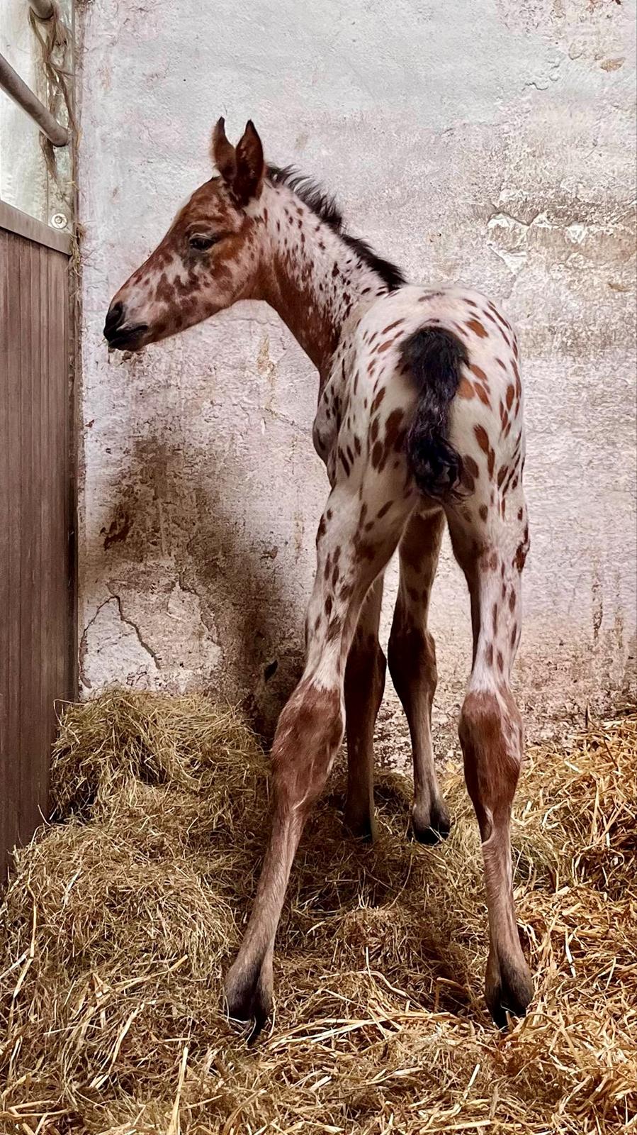 Knabstrupper Ingemanns Elba billede 5