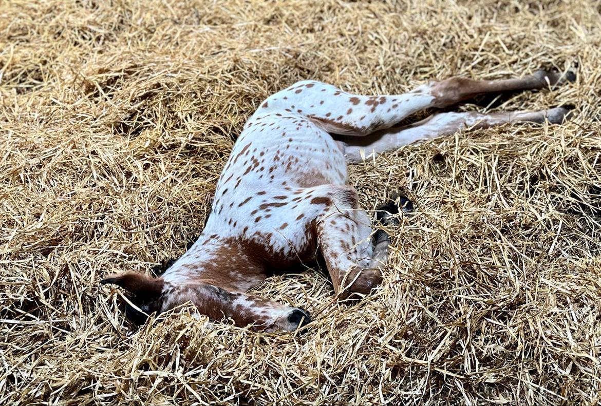 Knabstrupper Ingemanns Elba billede 6