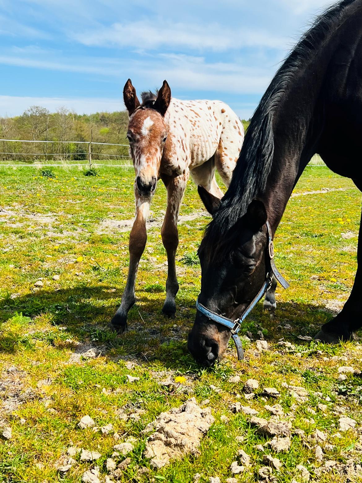 Knabstrupper Ingemanns Elba billede 7