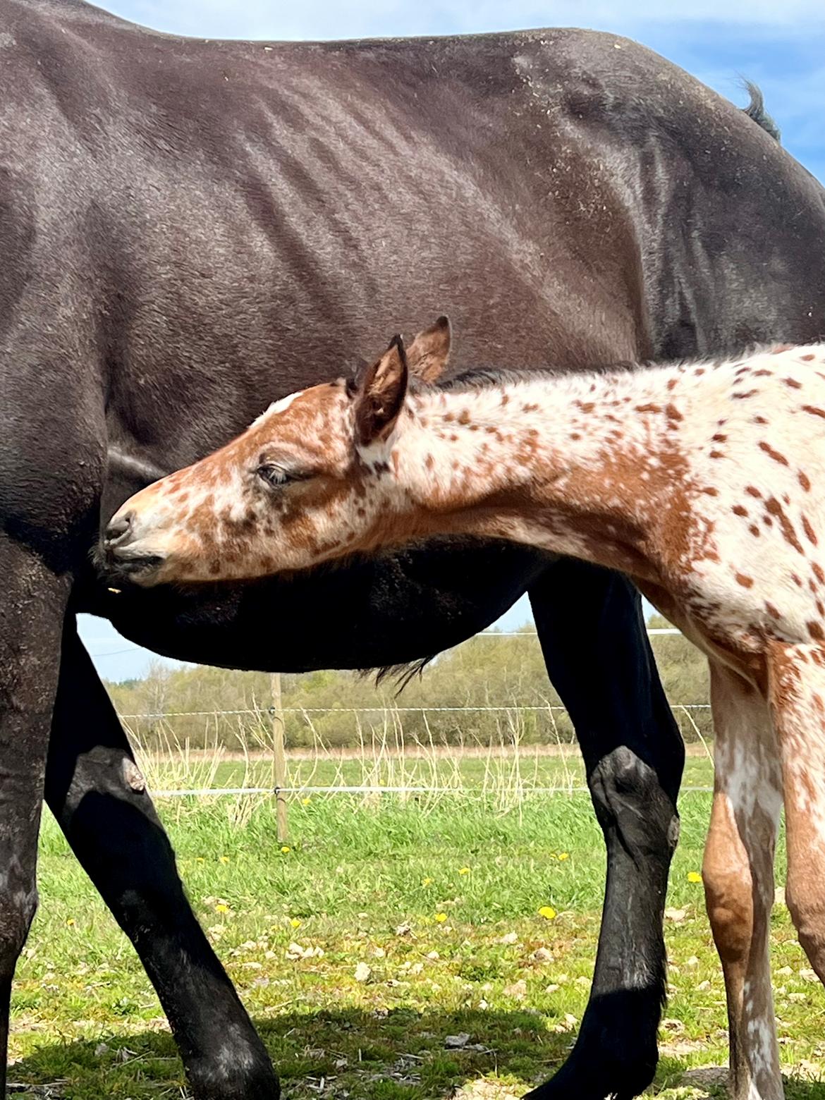 Knabstrupper Ingemanns Elba billede 8