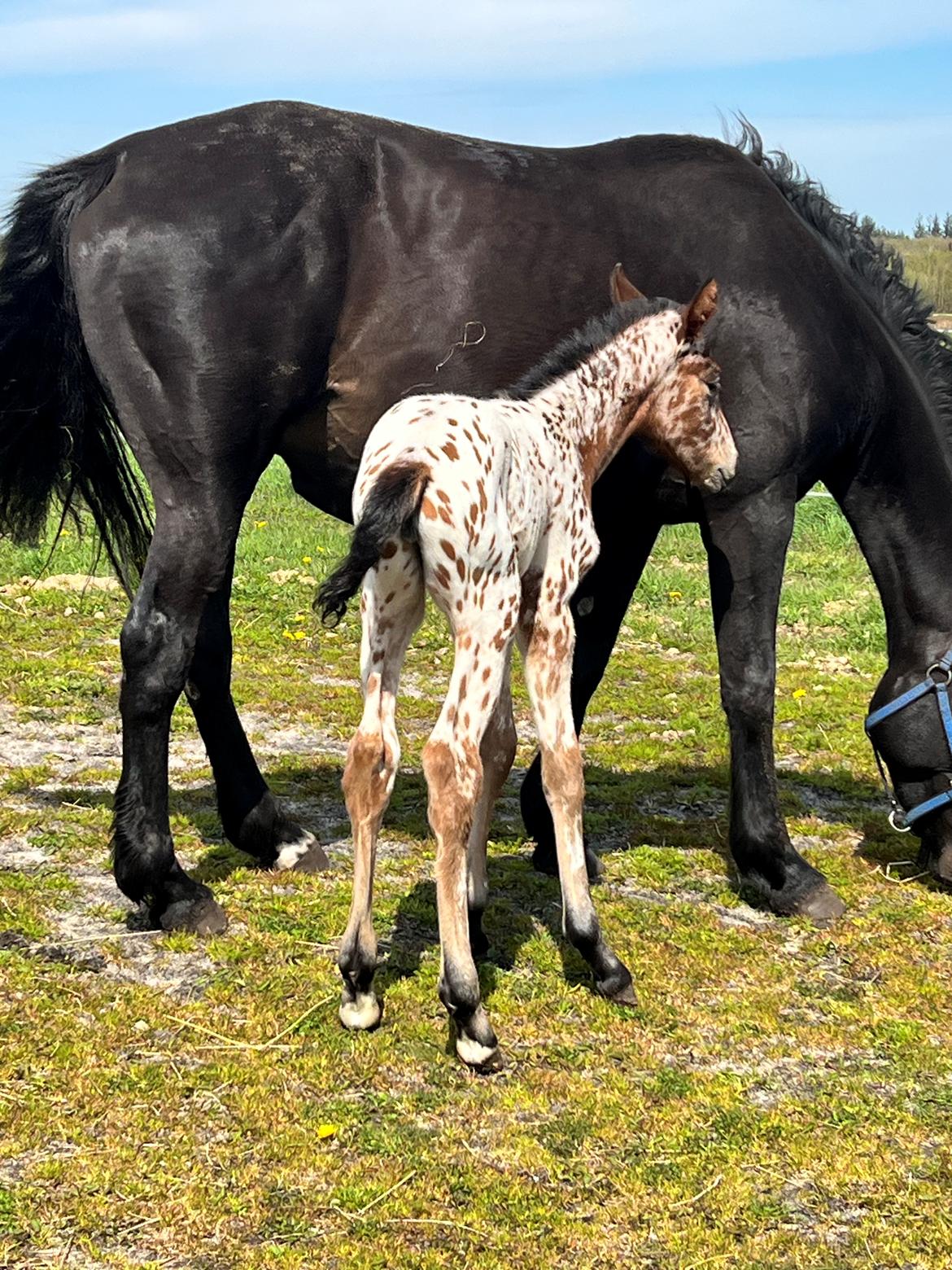 Knabstrupper Ingemanns Elba billede 11