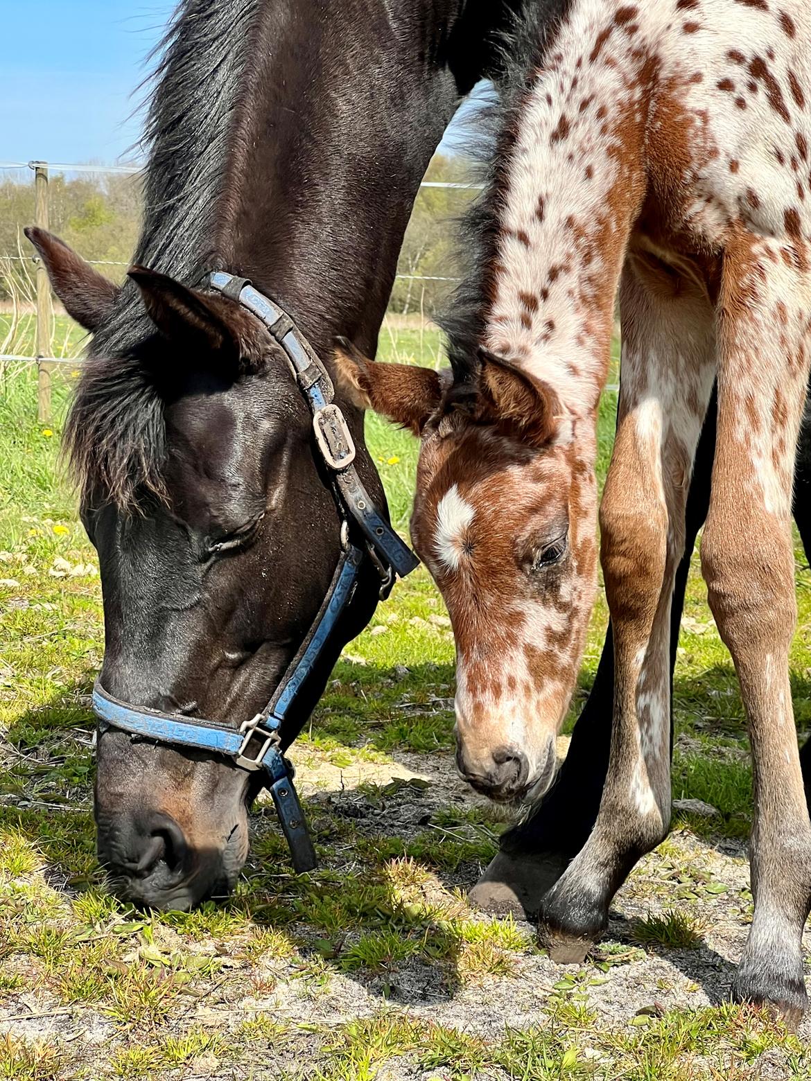 Knabstrupper Ingemanns Elba billede 12
