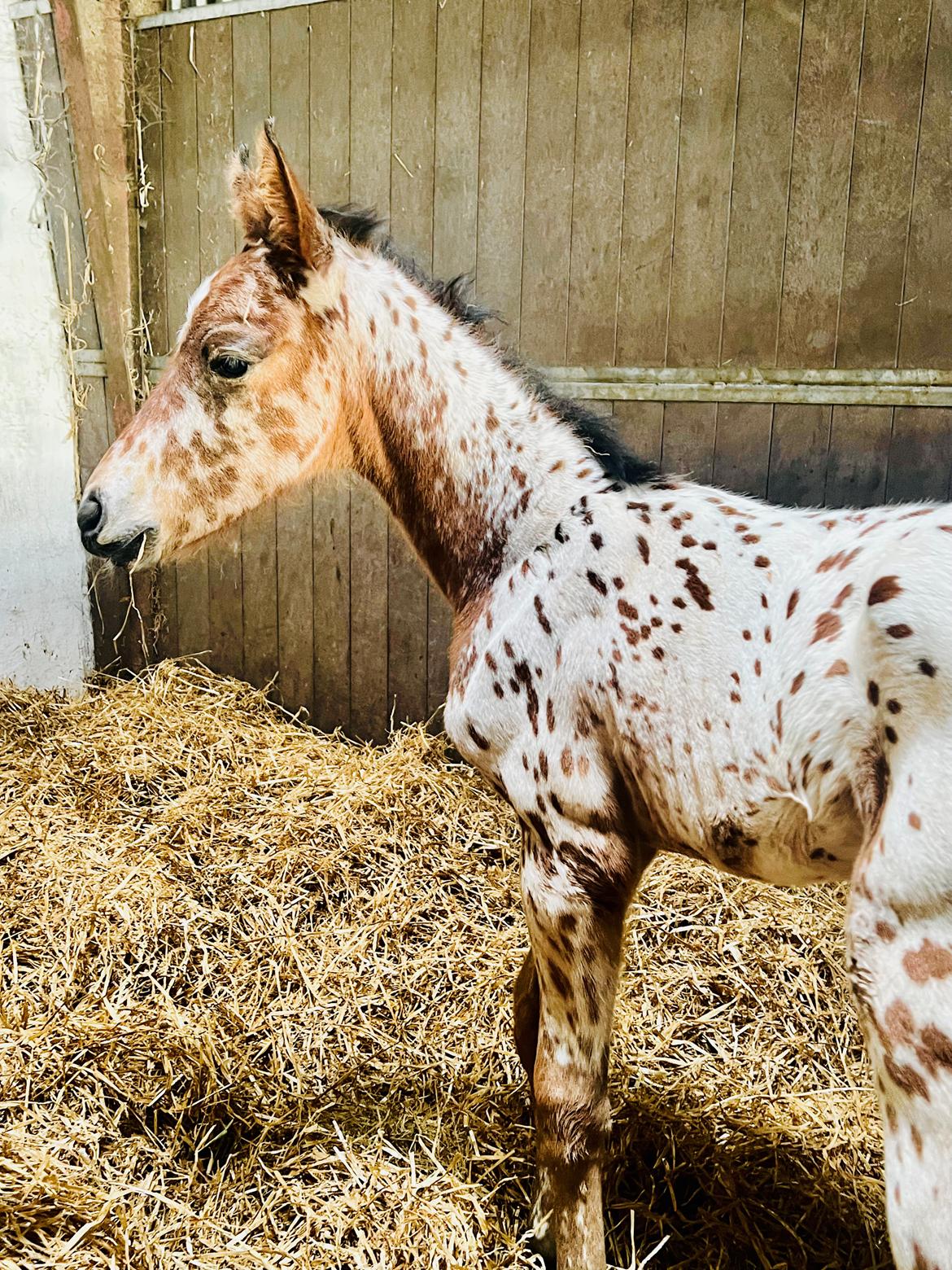 Knabstrupper Ingemanns Elba billede 15