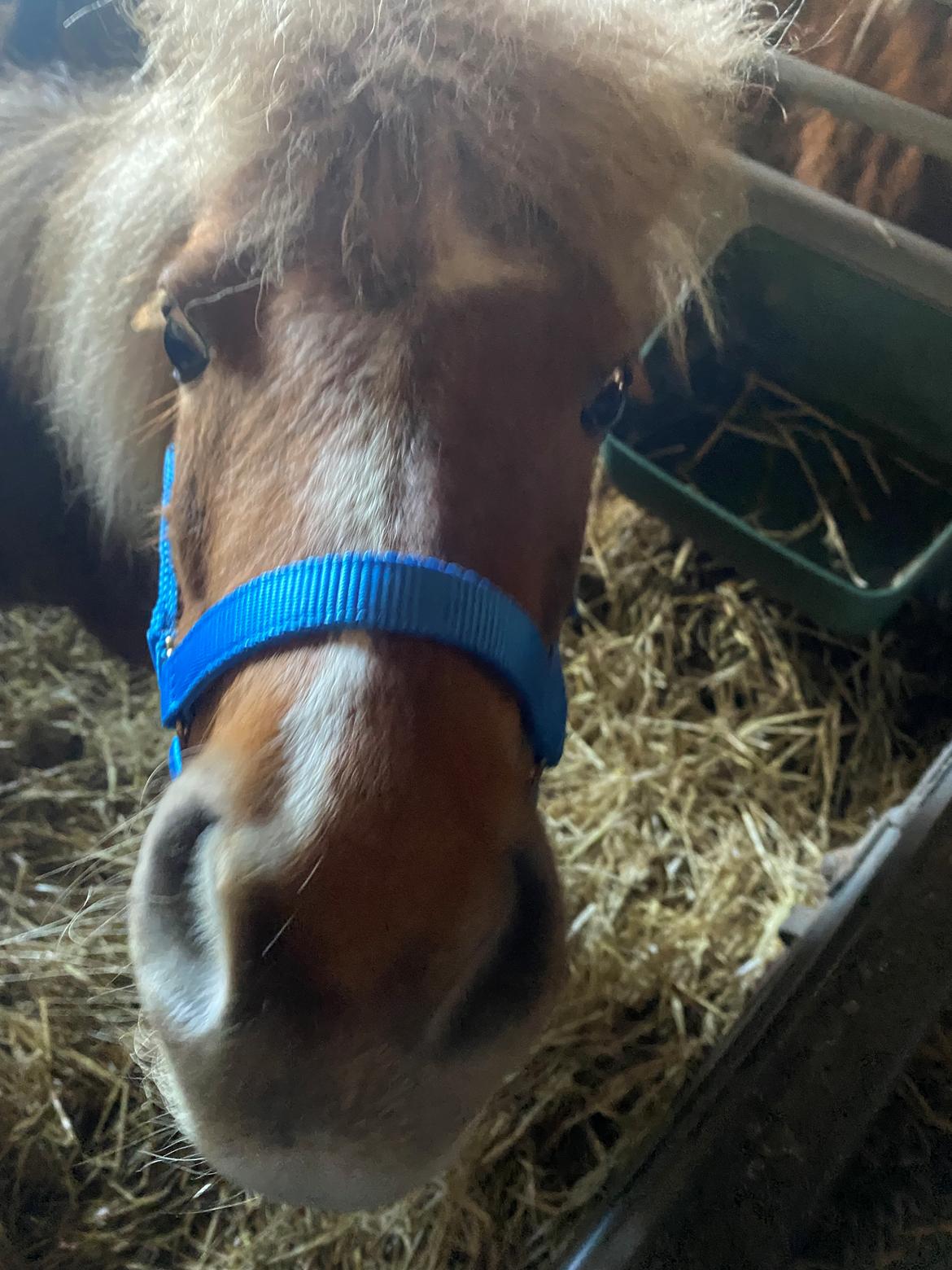 Shetlænder Flicka billede 1