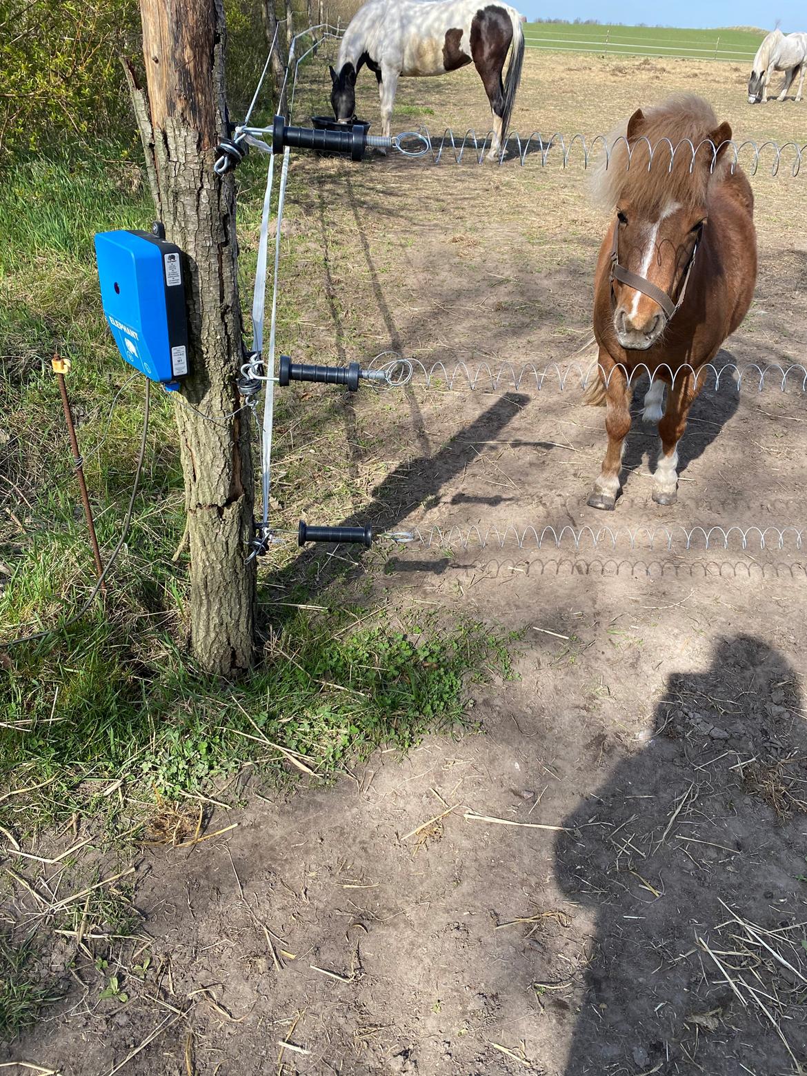 Shetlænder Flicka billede 2