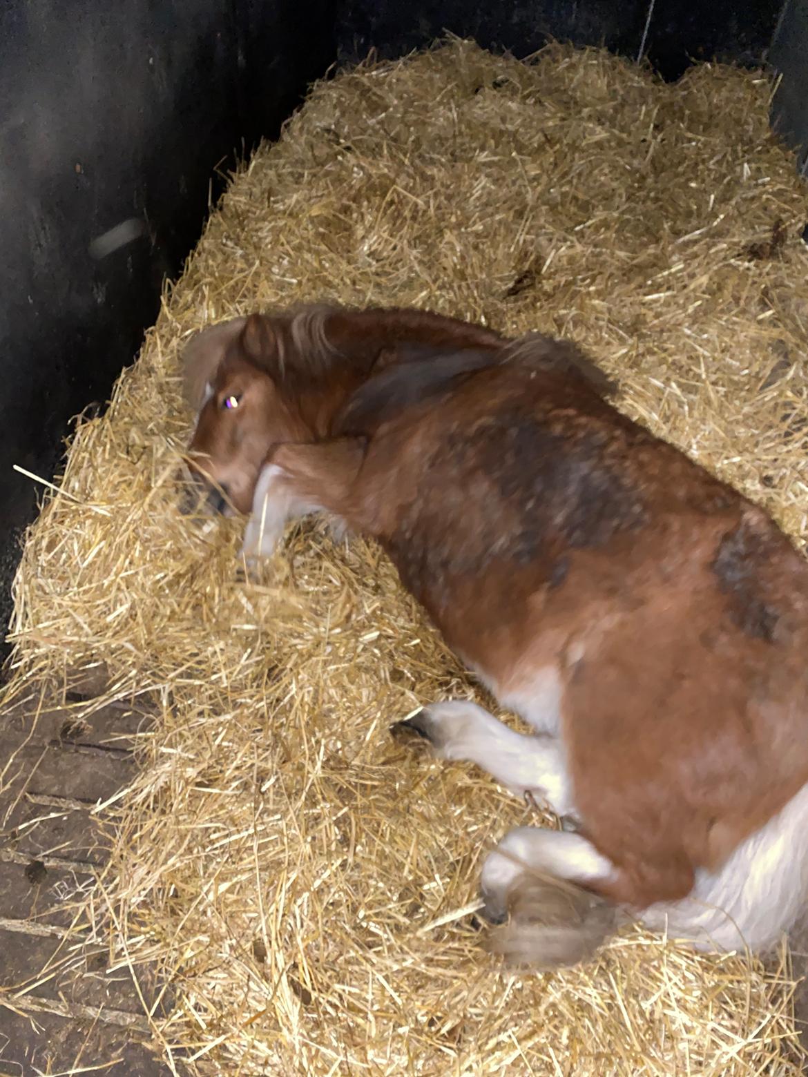 Shetlænder Flicka billede 3