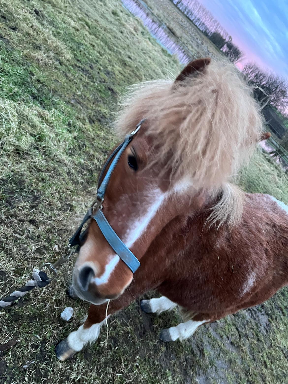 Shetlænder Flicka billede 5