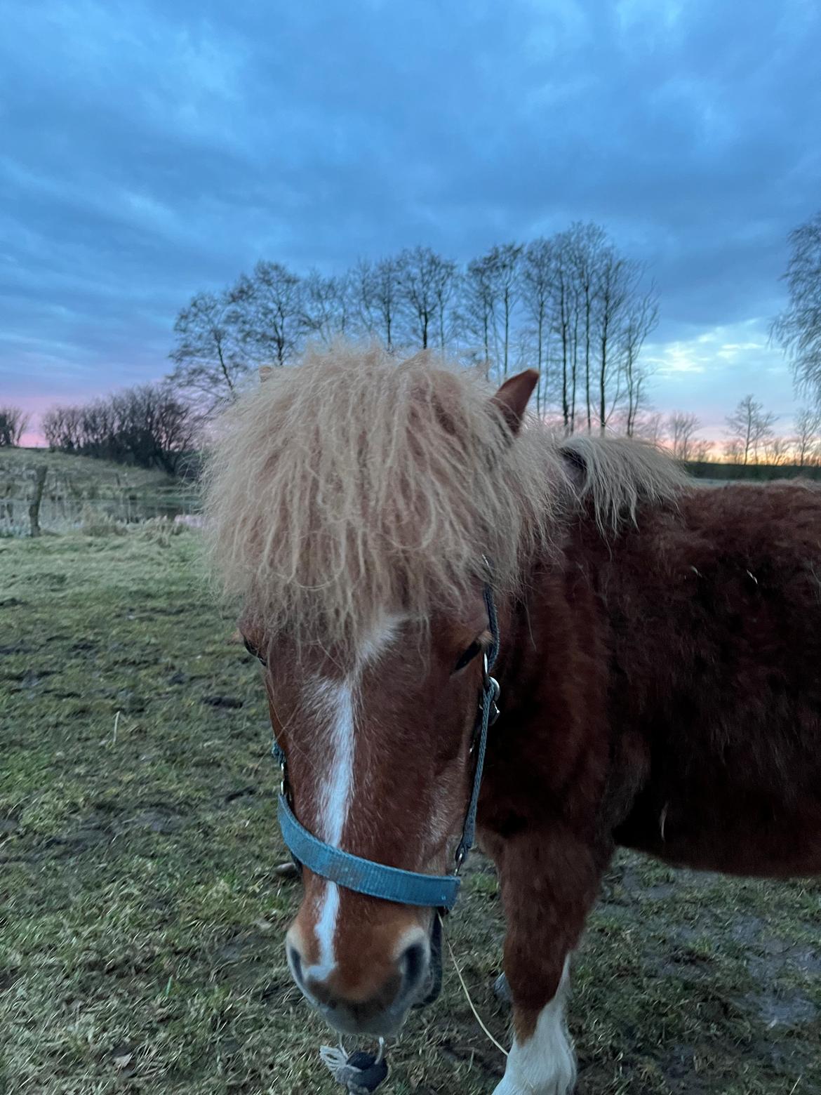 Shetlænder Flicka billede 6