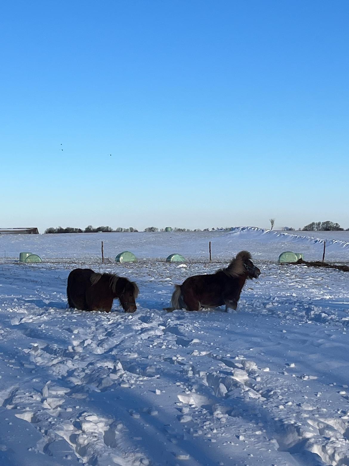Shetlænder Flicka billede 7