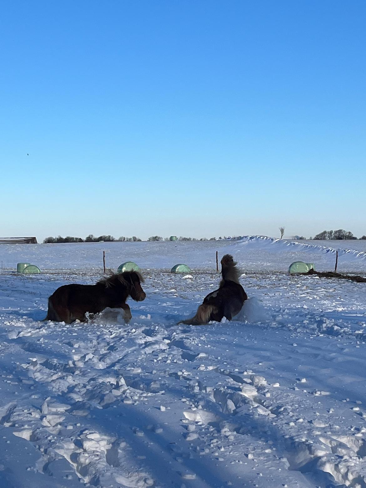 Shetlænder Flicka billede 8
