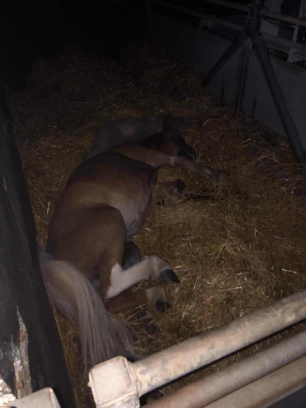 Shetlænder Flicka billede 4