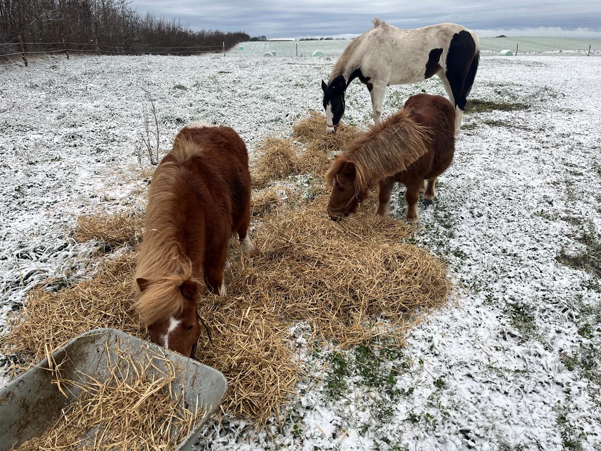 Shetlænder Flicka billede 9