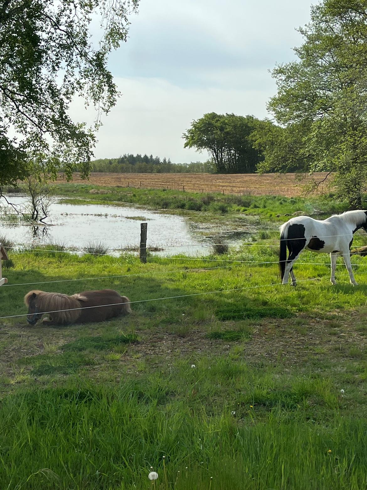 Shetlænder My billede 1