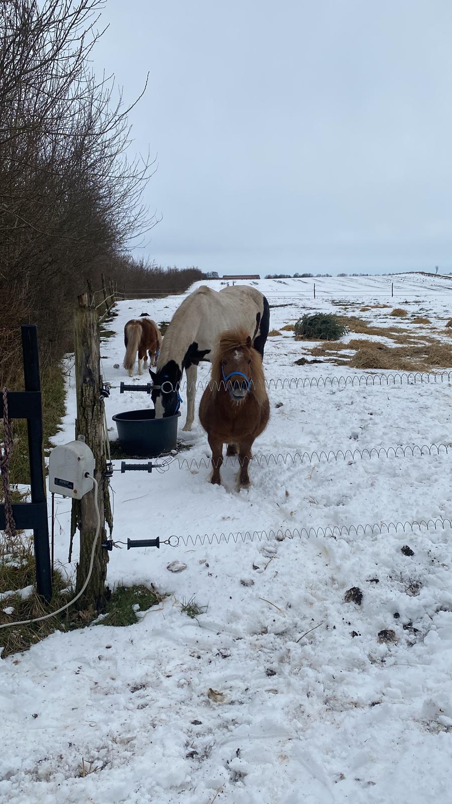 Shetlænder My billede 2