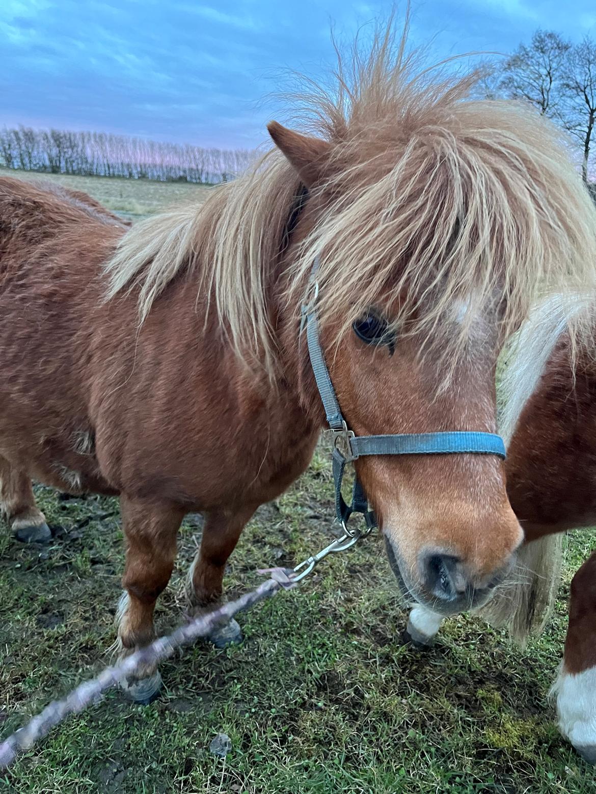 Shetlænder My billede 4