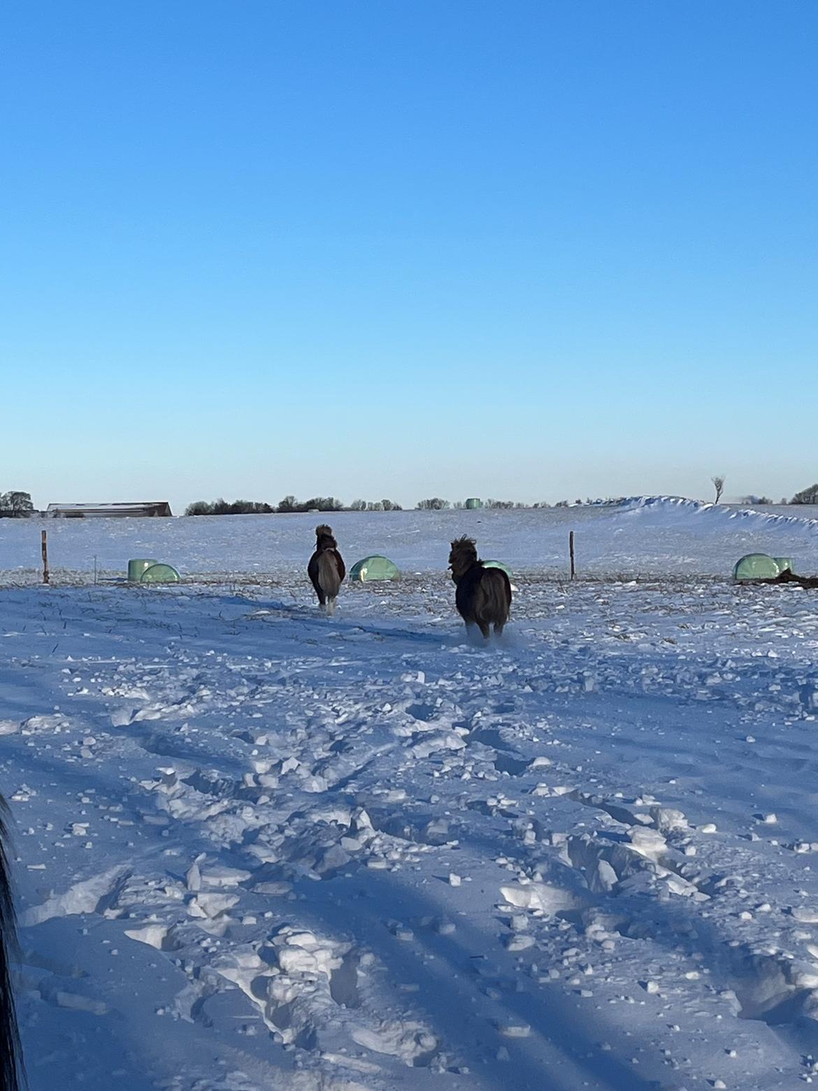 Shetlænder My billede 5