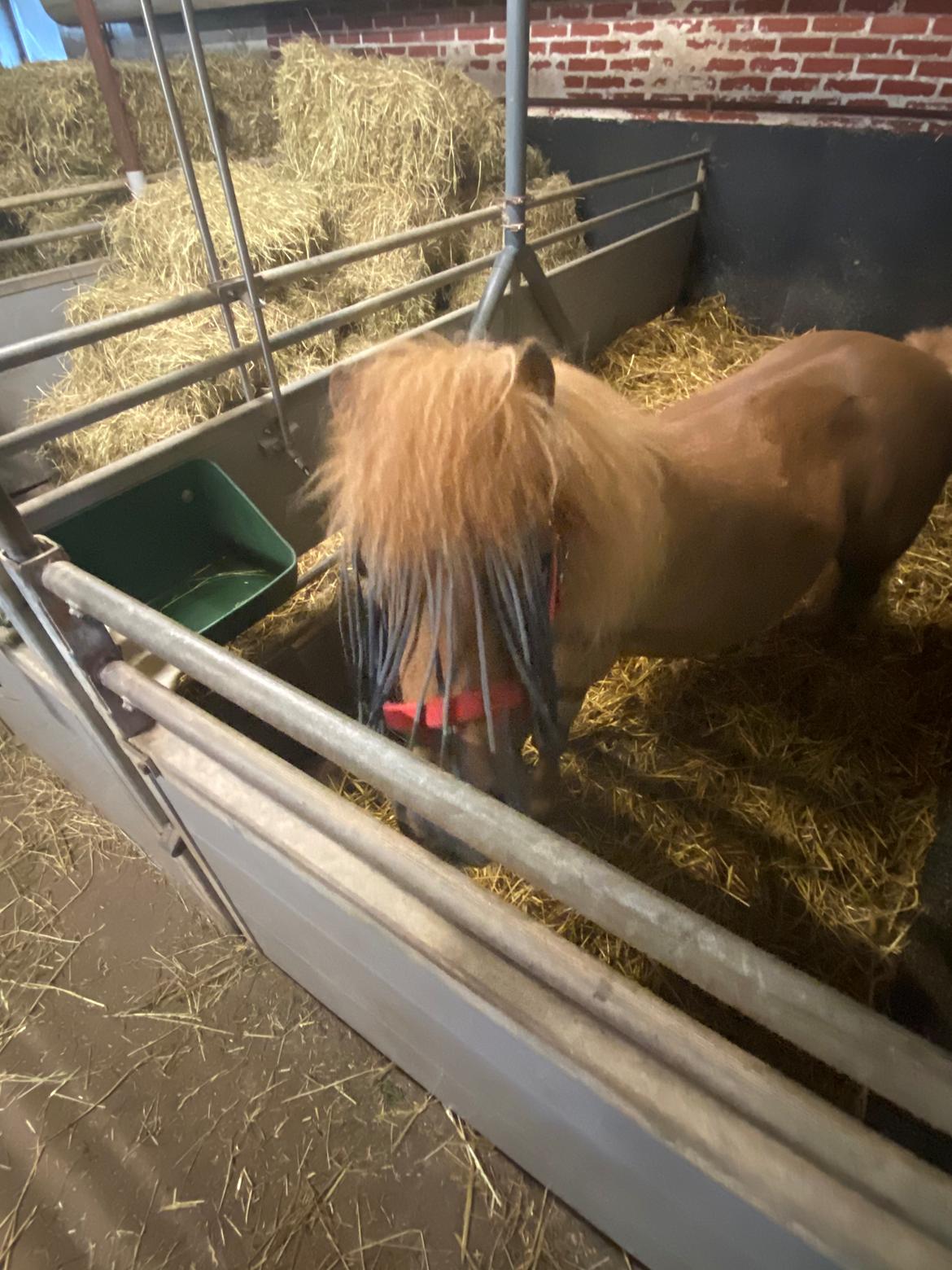 Shetlænder My billede 3