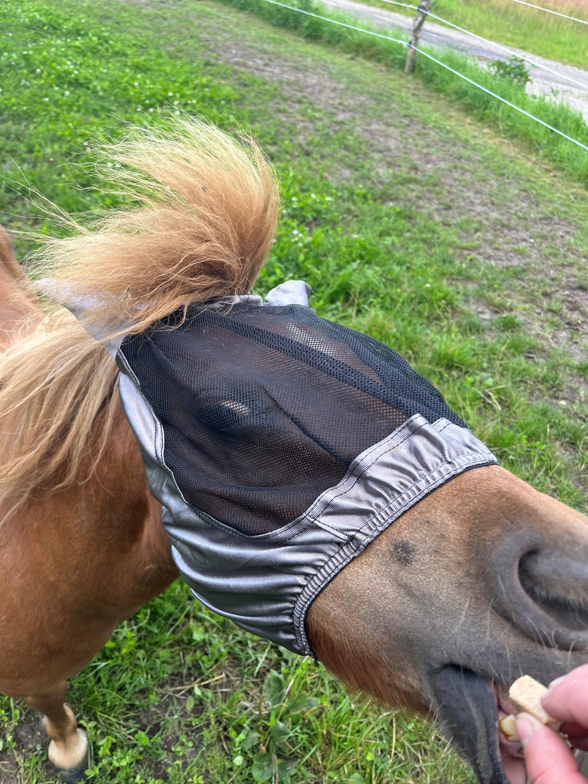 Shetlænder My billede 6