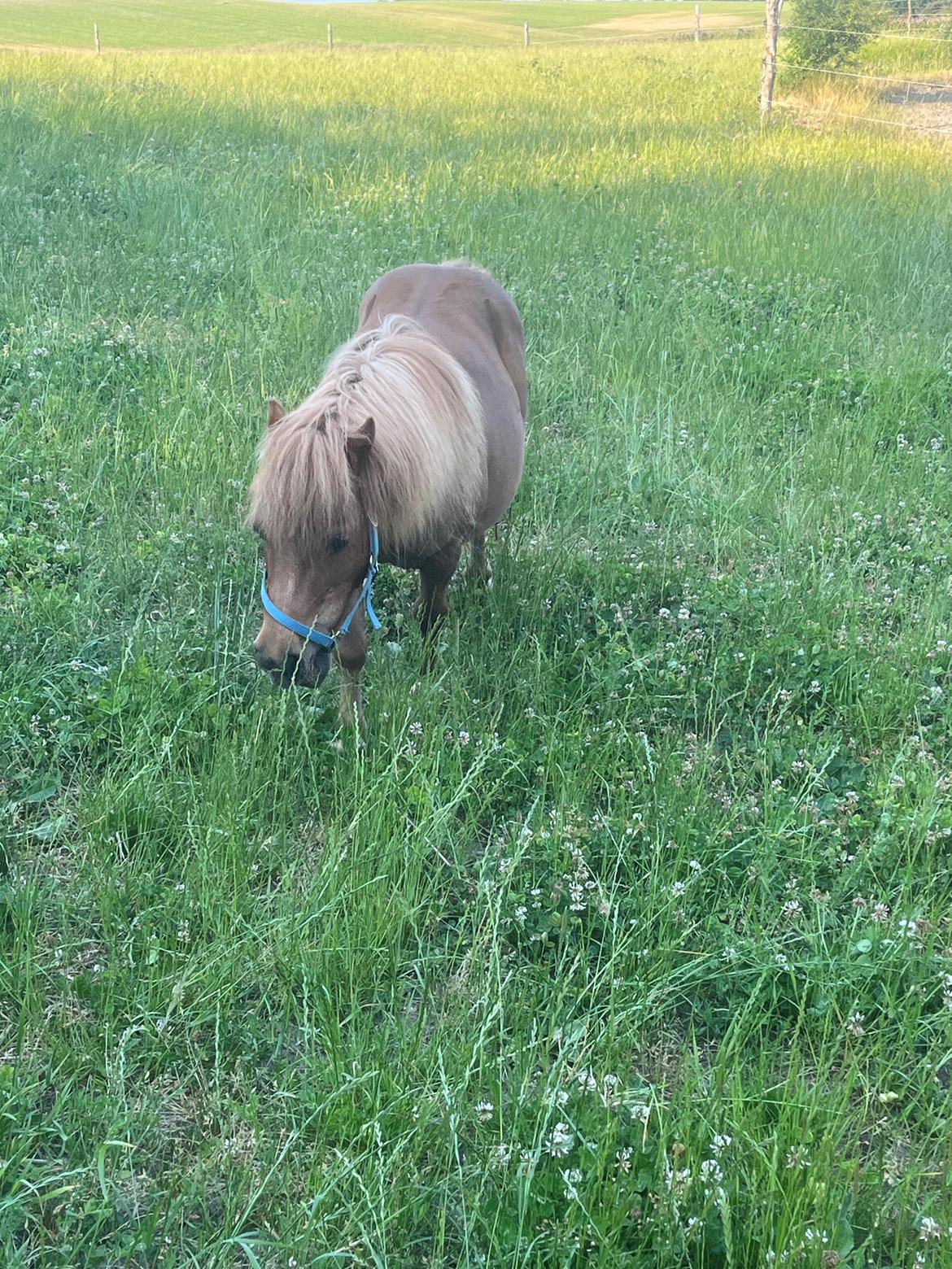 Shetlænder My billede 7