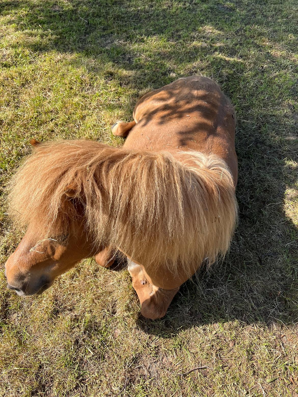 Shetlænder My billede 8