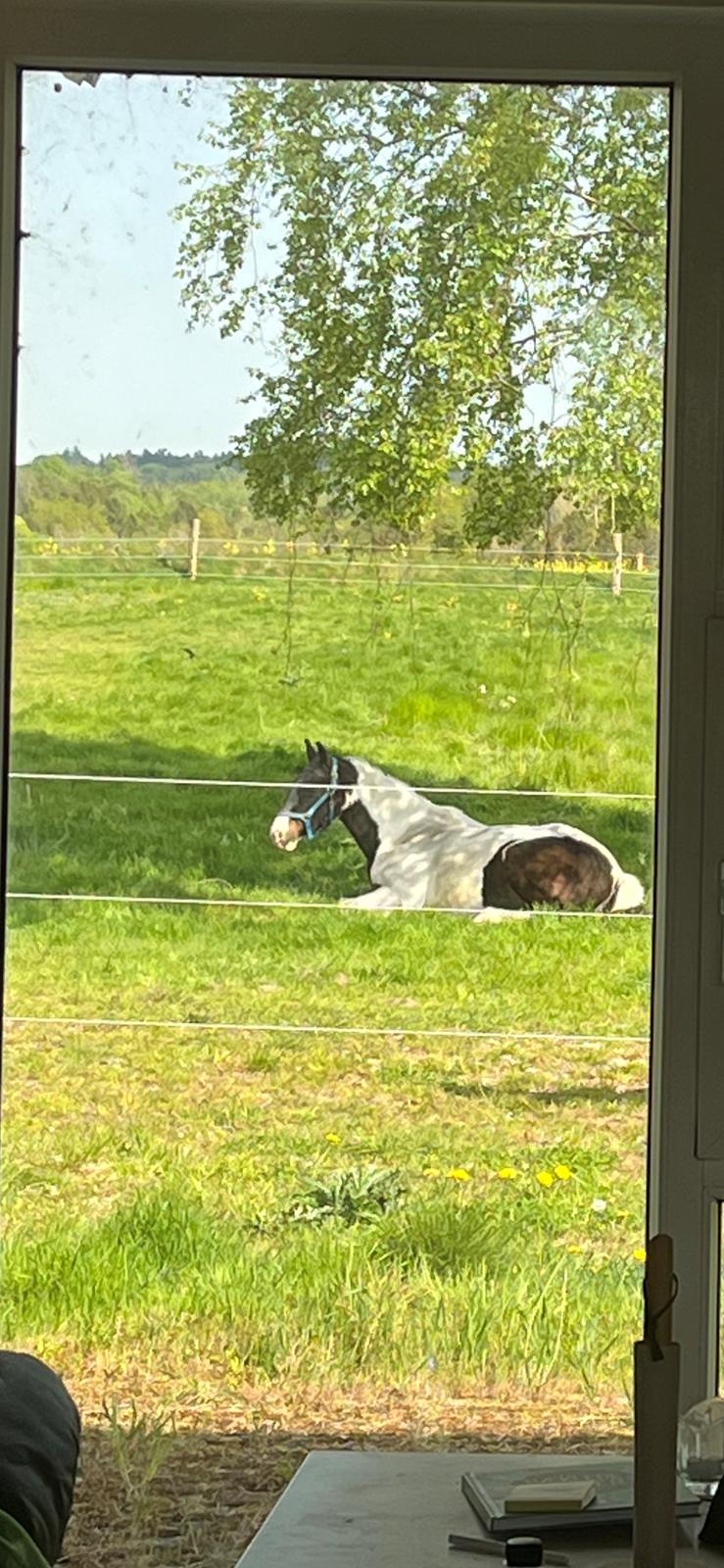 Pinto Extazy billede 6