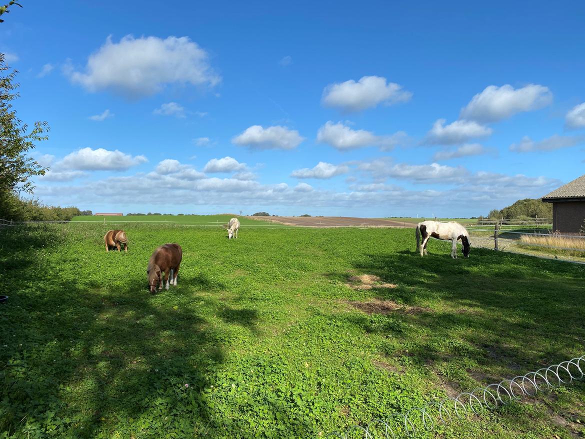 Pinto Extazy - Hele dolken, den helt hvide mistet vi sommeren 23 billede 19