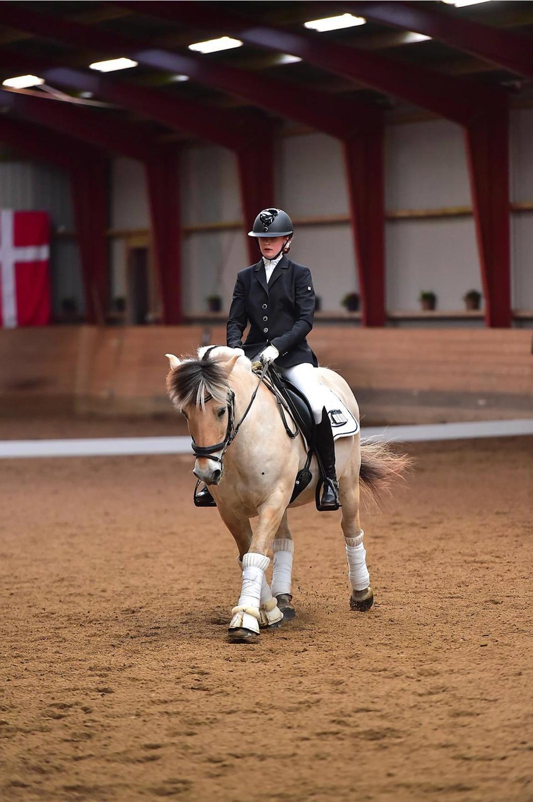 Fjordhest Hugo lundgård billede 2