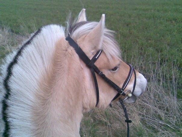 Fjordhest Lina billede 1