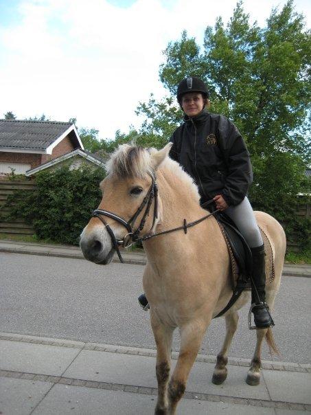 Fjordhest Lina billede 2