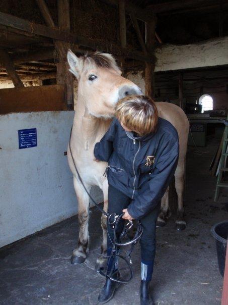 Fjordhest Lina billede 3