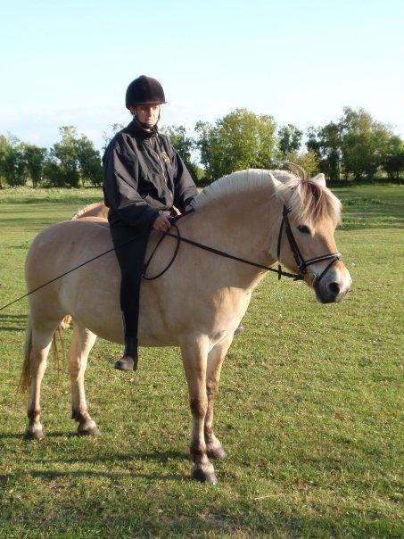 Fjordhest Lina billede 4