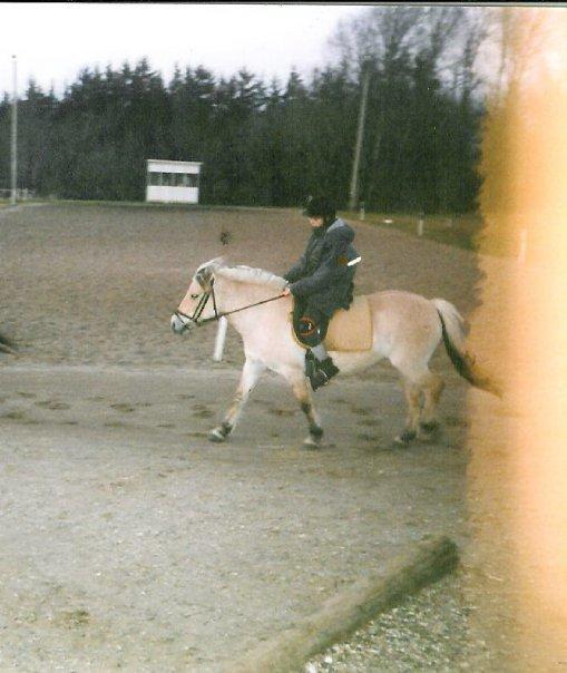 Fjordhest Lina billede 5