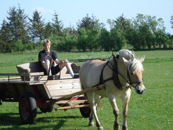 Fjordhest Lina billede 9