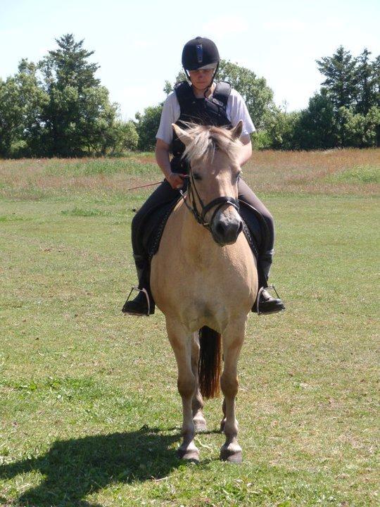 Fjordhest Lina billede 10