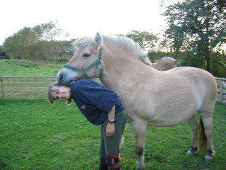 Fjordhest Lina billede 12